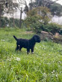 Disponibili barboni Toy nani e Giganti