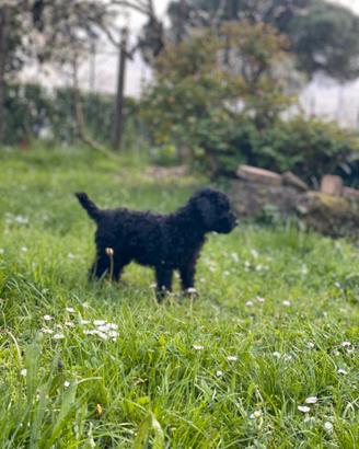 Disponibili barboni Toy nani e Giganti