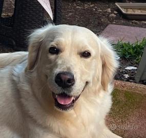 Golden retriever femmina con pedigree Enci