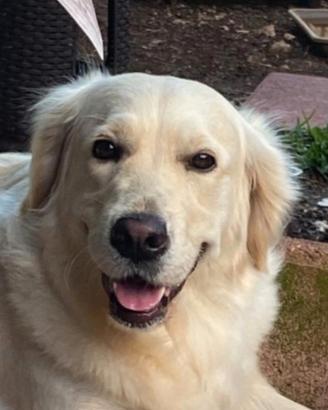 Golden retriever femmina con pedigree Enci