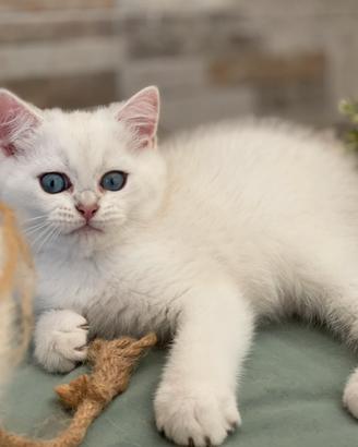 British Shorthair