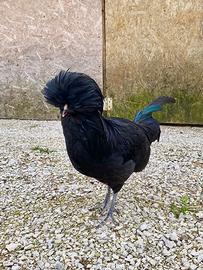 Galli e galline padovane