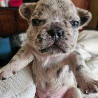 Cuccioli Bulldog Francese
