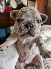 Cuccioli Bulldog Francese