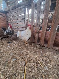 Pollo