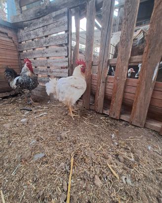 Pollo