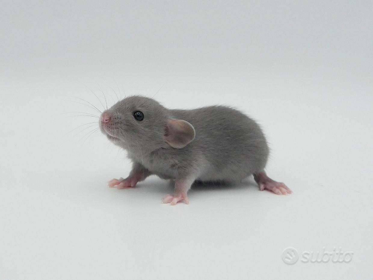 Gabbia ratti - Regalo e vendita animali 