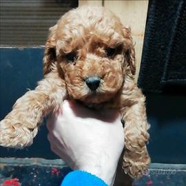 Barbone maschio di piccola taglia