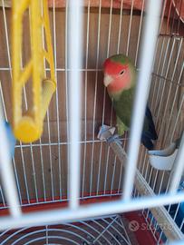 Inseparabili coppia