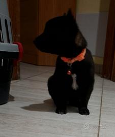 Pastore belga malinois