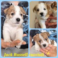 Jack Russell cuccioli