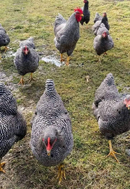 Ovaiole barred rock allevati a terra