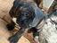 Immagine 2