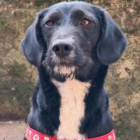 Cagnolina taglia medio piccola