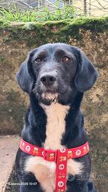 Cagnolina taglia medio piccola