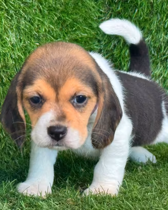 Beagle