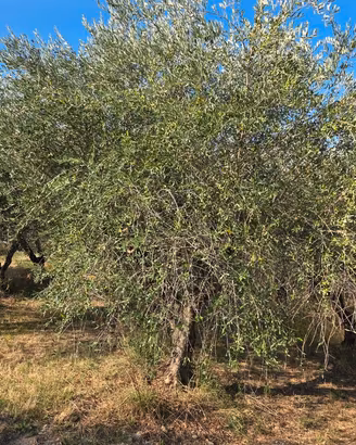Piante olivo