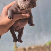 American bully micro exotic