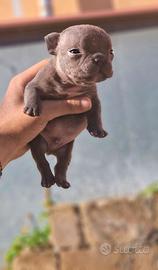 American bully micro exotic