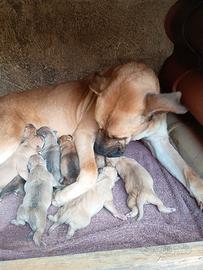 Cuccioli mix corso Pitbull