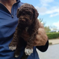 Lagotto romagnolo cuccioli