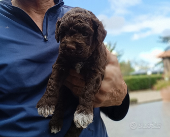 Lagotto romagnolo cuccioli