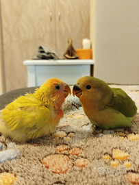 Inseparabili Roseicollis allevati a mano