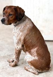 Epagneul Breton (solo monte)