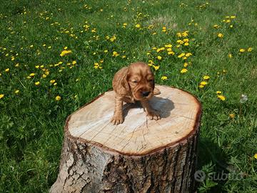 Cocker Spaniel maschietti