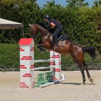 Cavallo Da Salto