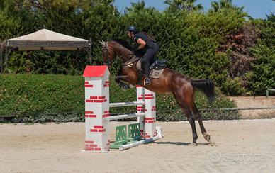 Cavallo Da Salto