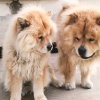 Chowchow