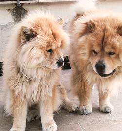 Chowchow