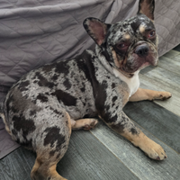 Otis stallone