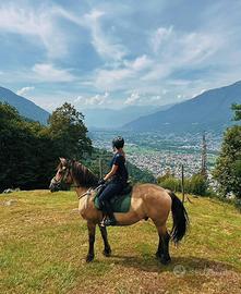 Vendita Cavallo Castrone, incrocio frisone
