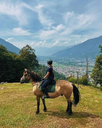 Vendita Cavallo Castrone, incrocio frisone