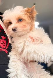 Biewer terrier