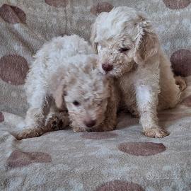 Cuccioli di Lagotto