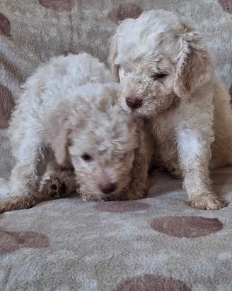 Cuccioli di Lagotto