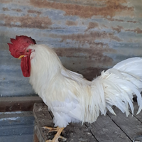 Gallo
