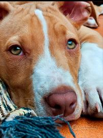 Cucciolo di Pitbull 