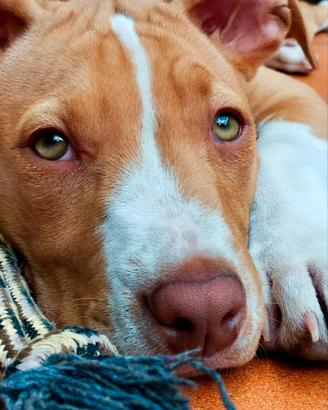 Cucciolo di Pitbull 