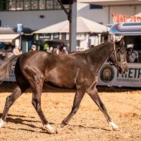 Cavallo americano quarab
