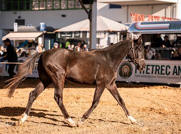 Cavallo americano quarab