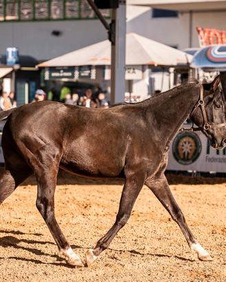 Cavallo americano quarab