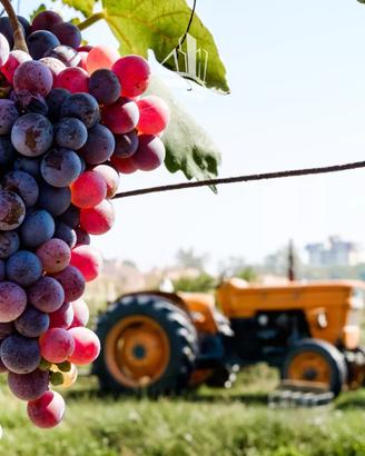 Zona Pillhof: Vigneto da vendere