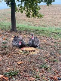 Pulcini di cigno nero