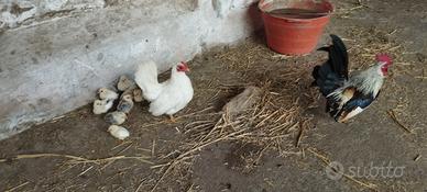 Coppia serama con pulcini
