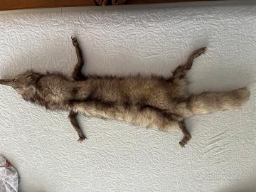 Volpe argentata