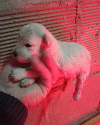 Cucciolo di barboncino